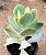 Cotyledon orbiculata - Imagem 1