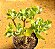 Crassula arborescens undulatifolia - Imagem 3