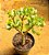 Crassula arborescens undulatifolia - Imagem 1