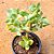 Crassula arborescens undulatifolia - Imagem 1