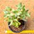 Crassula arborescens undulatifolia - Imagem 2