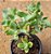 Crassula arborescens undulatifolia - Imagem 3