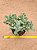 Crassula arborescens undulatifolia - Imagem 1