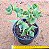 Crassula arborescens undulatifolia - Imagem 1