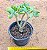 Crassula arborescens undulatifolia - Imagem 2