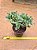 Crassula arborescens undulatifolia - Imagem 2