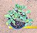 Crassula arborescens undulatifolia - Imagem 3