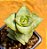 Crassula conjuncta/ perforata - Imagem 1