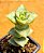 Crassula conjuncta/ perforata - Imagem 2