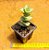 Crassula conjuncta/ perforata - Imagem 3