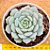 Echeveria Clara - Imagem 1