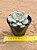 Echeveria Clara - Imagem 1