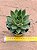 Echeveria Daphine - Imagem 1