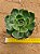 Echeveria Elisha - Imagem 1