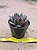 Echeveria Frank reinelt - Imagem 2