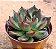 Echeveria Frank reinelt - Imagem 2