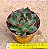 Echeveria Frank reinelt - Imagem 3