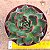 Echeveria Frank reinelt - Imagem 1