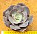 Echeveria Gandiva - Imagem 1