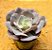 Echeveria Gandiva - Imagem 2