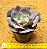 Echeveria Gandiva - Imagem 3