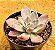 Echeveria Ness - Imagem 2