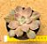 Echeveria Ness - Imagem 1