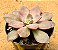 Echeveria Ness - Imagem 2