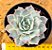 Echeveria Ocean rain - Imagem 2