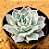 Echeveria Ocean rain - Imagem 1