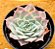 Echeveria Ocean rain - Imagem 1
