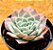 Echeveria Ocean rain - Imagem 2