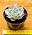 Echeveria Ocean rain - Imagem 3