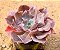 Echeveria Painted purple - Imagem 1