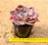 Echeveria Painted purple - Imagem 3