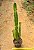Euphorbia trigona - Imagem 1