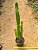 Euphorbia trigona - Imagem 5