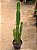 Euphorbia trigona - Imagem 4