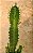 Euphorbia trigona - Imagem 2