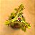 Euphorbia trigona - Imagem 3