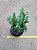 Euphorbia trigona - Imagem 2