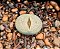 Lithops spp - Imagem 7