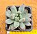 Pachyphytum hookeri - Imagem 2