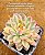 Echeveria mebina variegata - Imagem 6