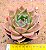 Echeveria Ladys choise - Imagem 1