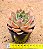 Echeveria Ladys choise - Imagem 3