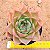 Echeveria Ladys choise - Imagem 2
