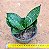 Sansevieria hahnii - Imagem 1
