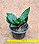 Sansevieria hahnii - Imagem 3