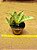 Sansevieria silver hahnii - Imagem 2